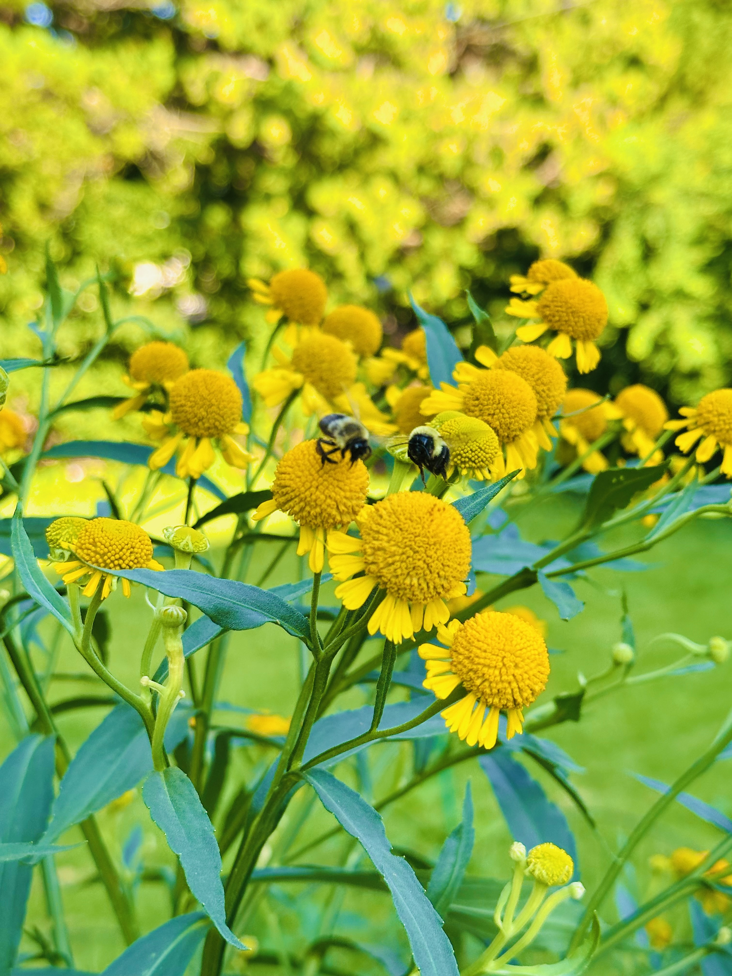 Save the Bees: How to Attract & Protect These Critical Creatures