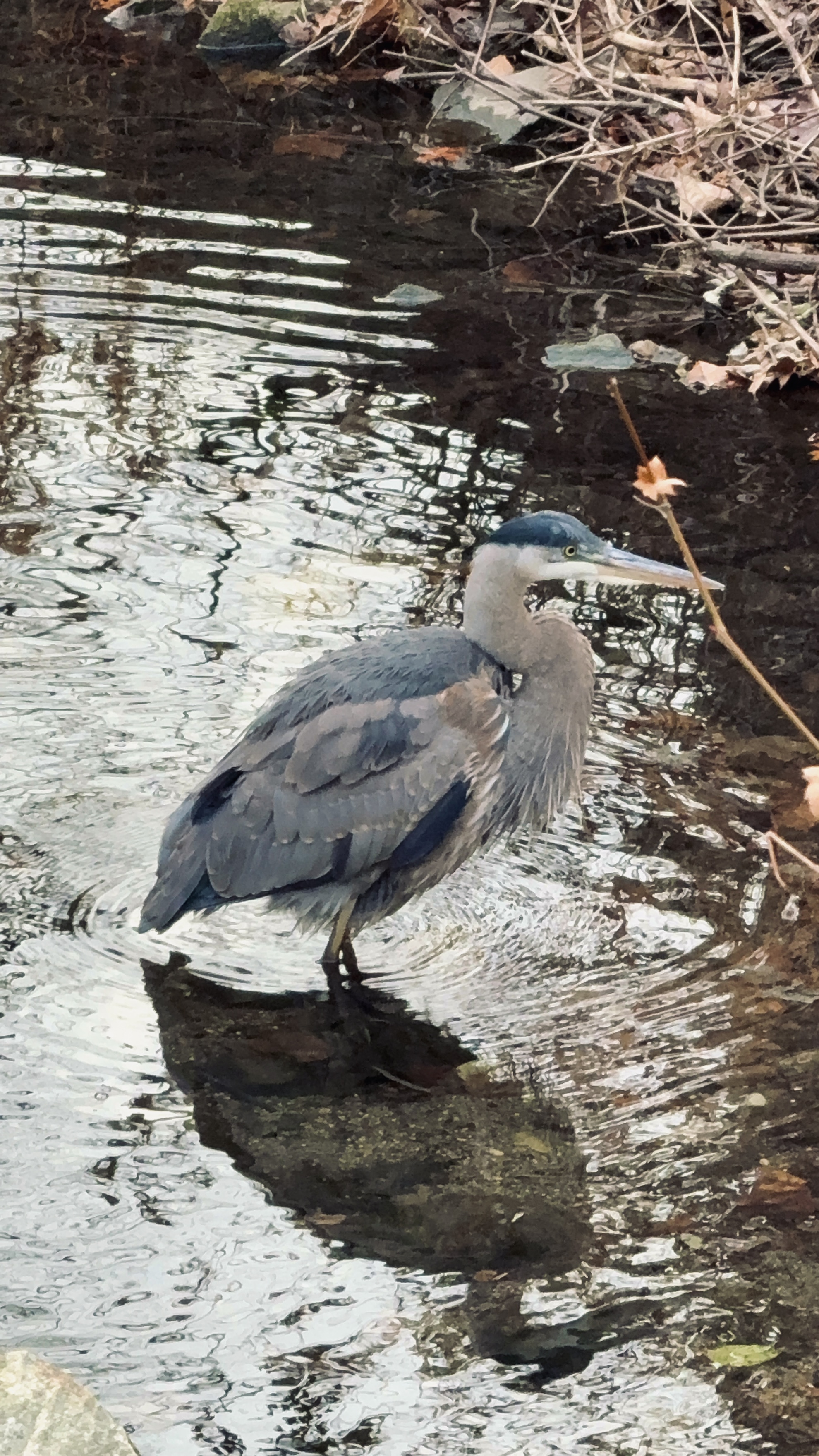 The Great Blue Heron