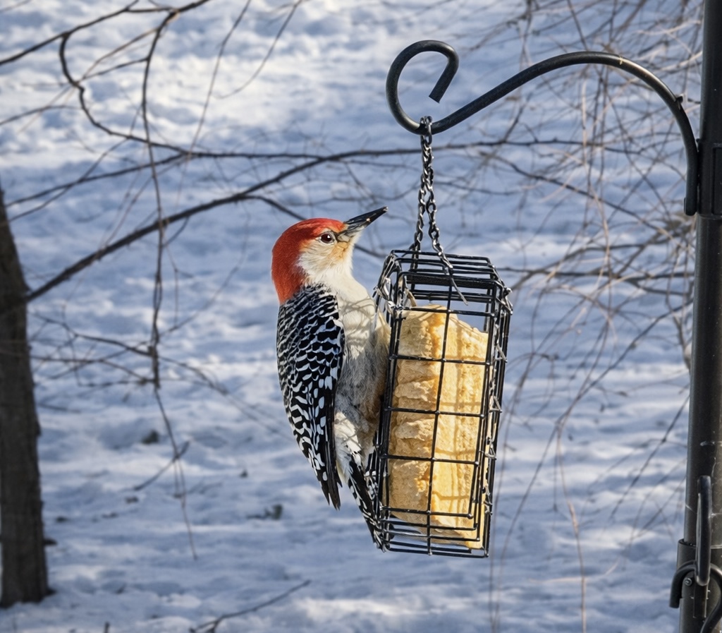 The Red-Bellied Woodpecker