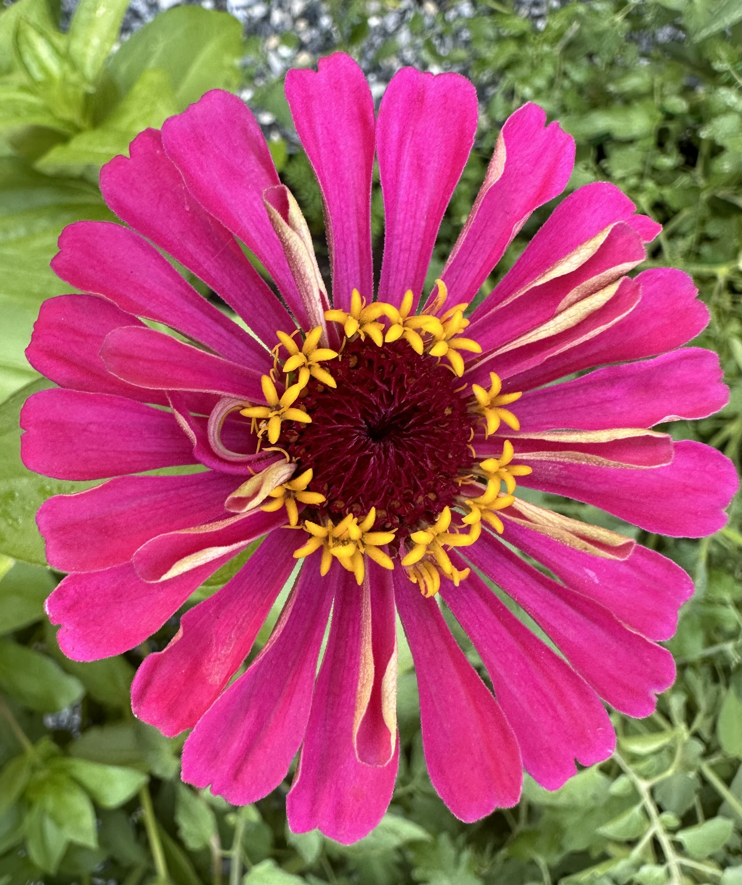 The Difference Between Annuals, Biennials and Perennials