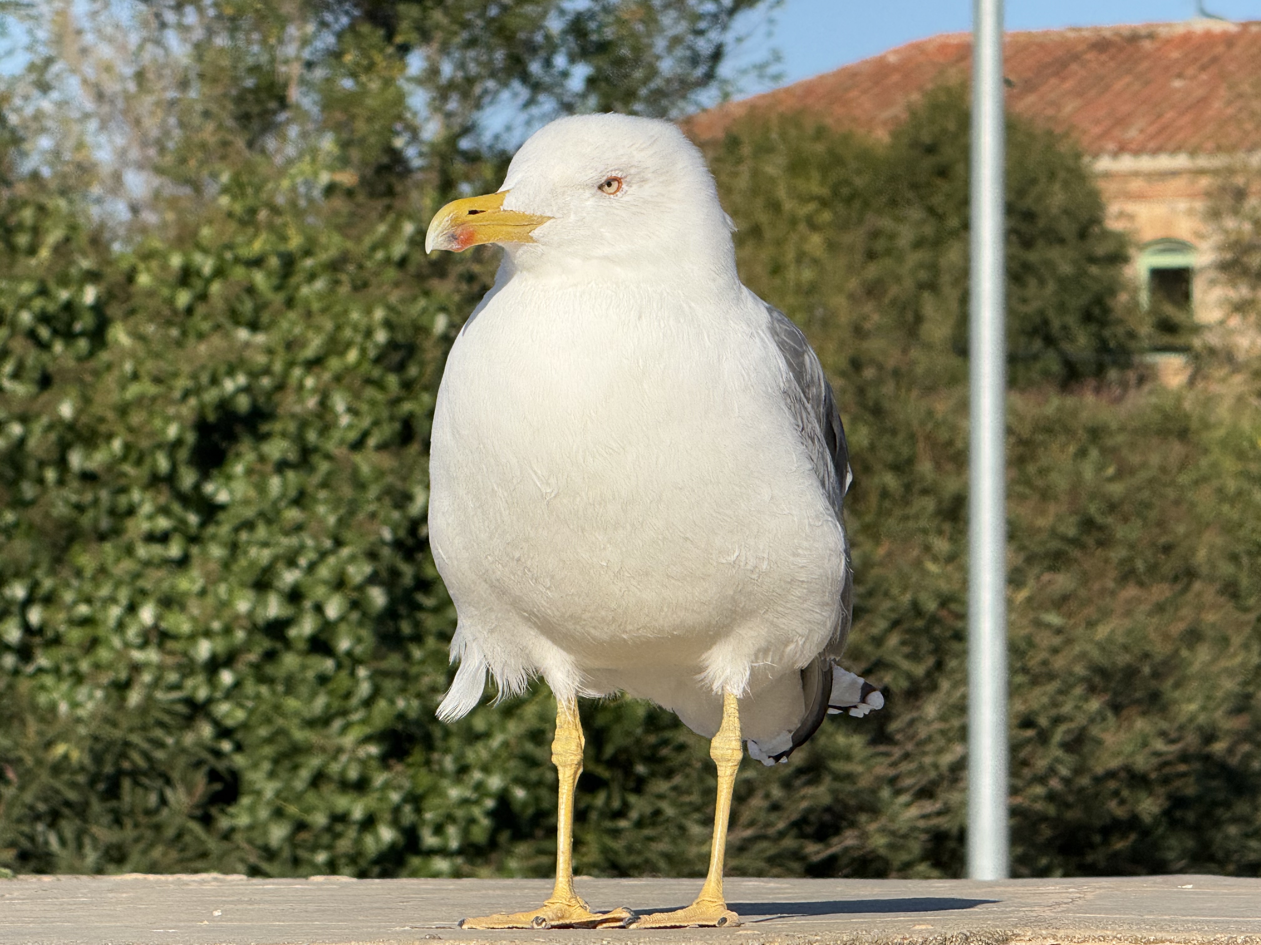 The Yellow-Legged Gull
