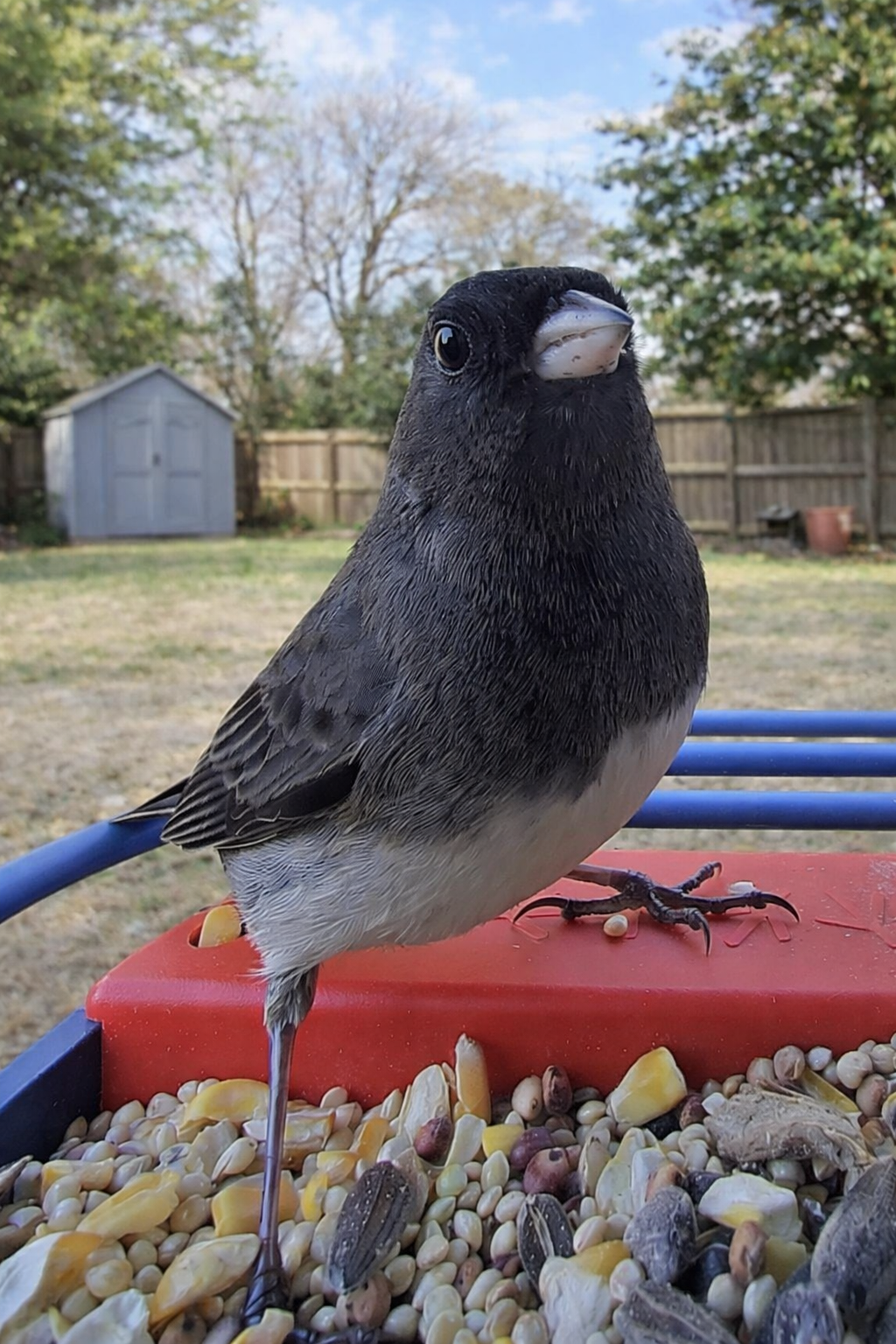 The Birdbuddy Smart Feeder: Everyday Theater for Bird Lovers