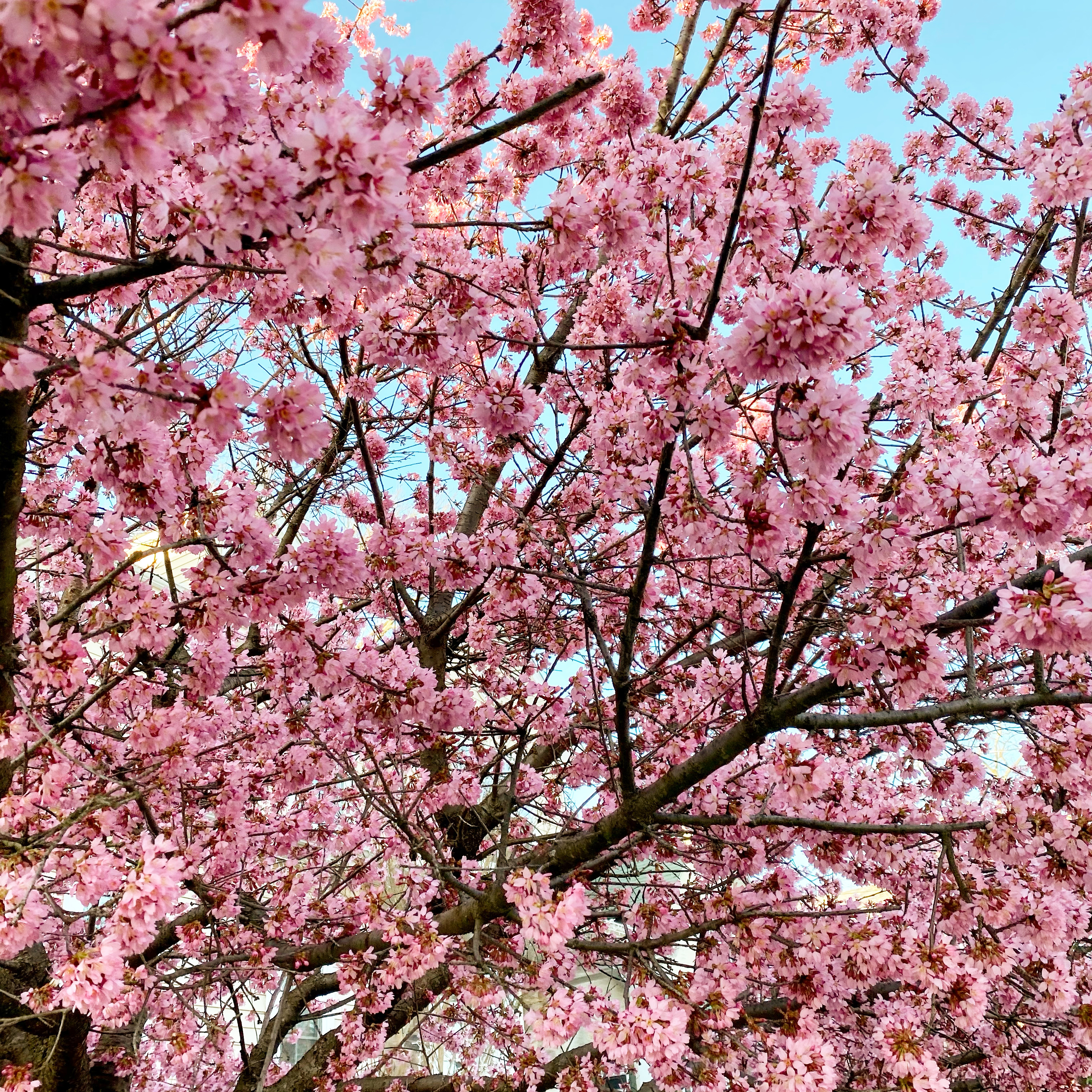 When the Cherry Blossoms Bloom