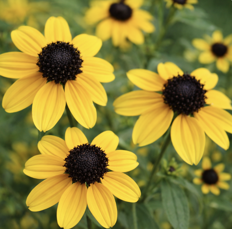 Grow Your Own: Brown-Eyed Susan